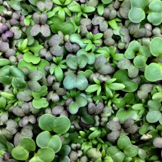 Herby Microgreen Mix
