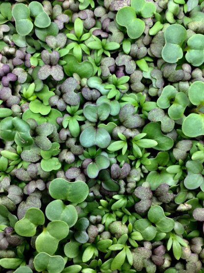 Herby Microgreen Mix