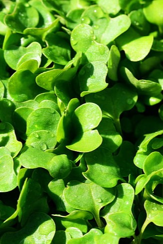 Microgreen Mix Microgreen Mix