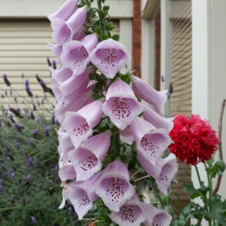 Foxglove (purple)