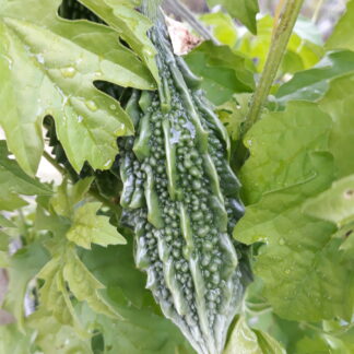 Thai Kee Nok Bitter Melon