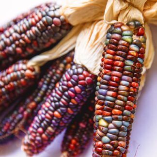 Glass Gem Corn