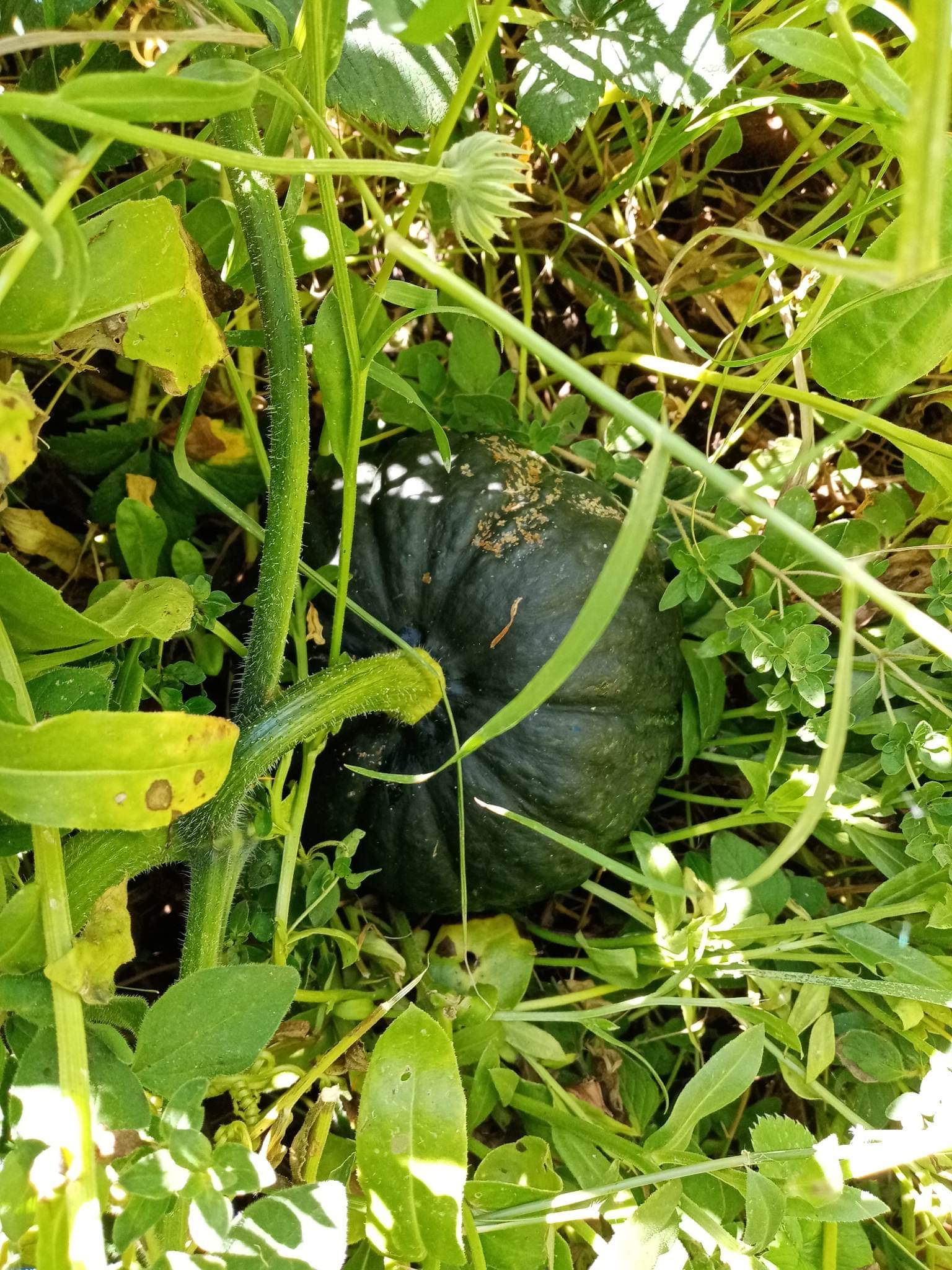 Potkin Pumpkin Potkin Pumpkin - Image 3