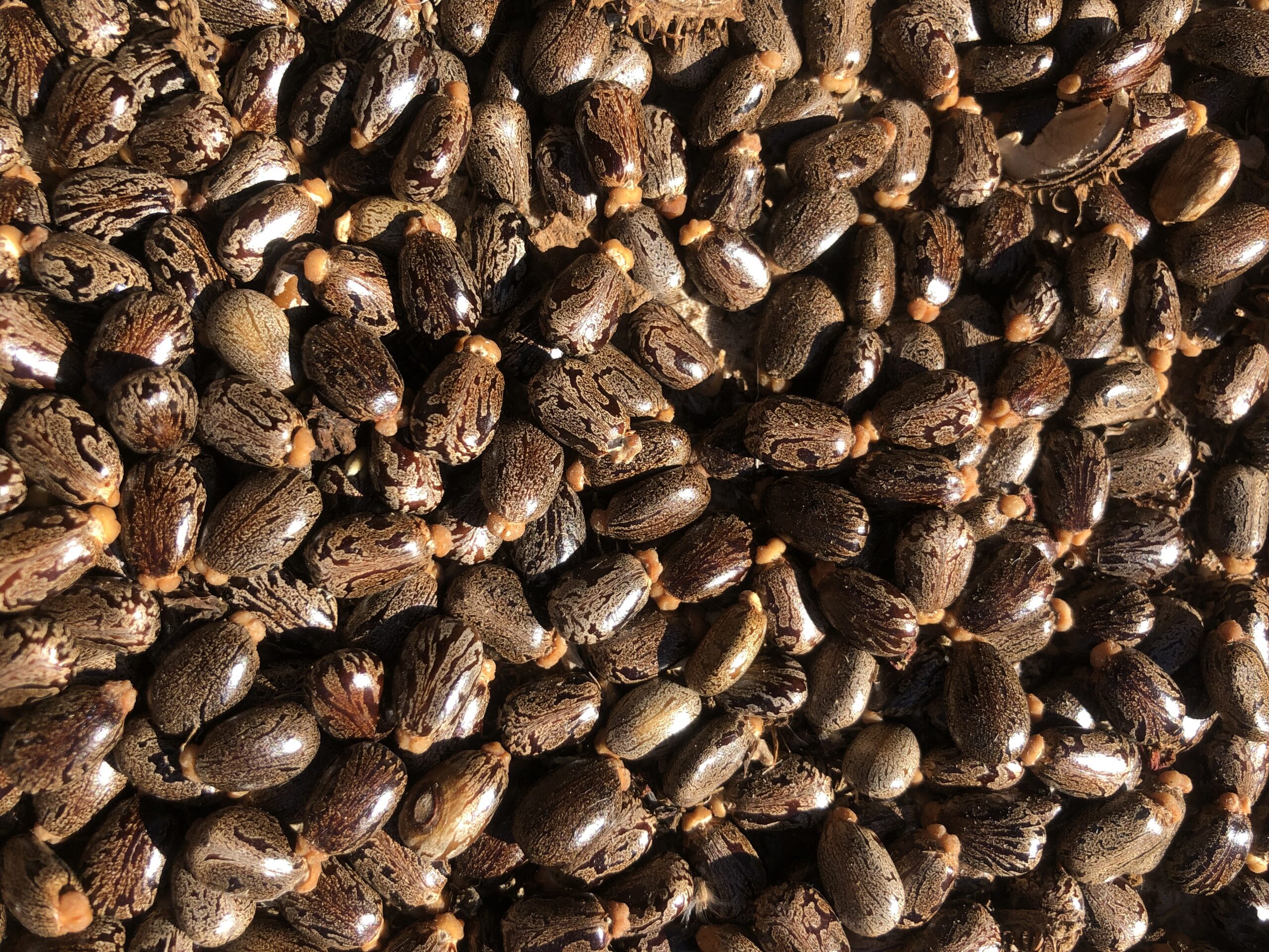 Castor Oil Seed Ricinus Communis Castor Oil Seed Ricinus Communis - Image 2