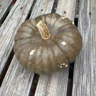 Windsor Black Pumpkin