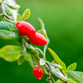 Goji Berry