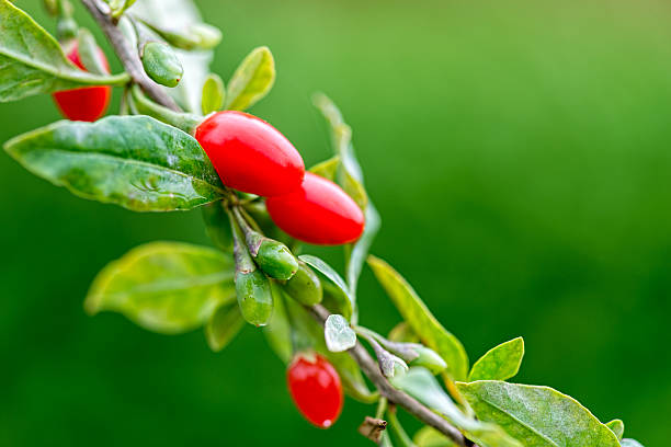 Goji Berry Goji Berry