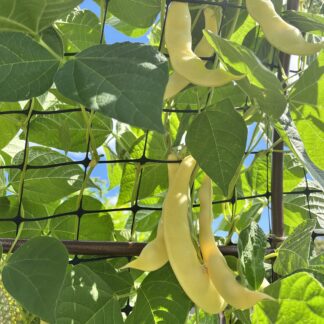 Climbing Beans - Golden Romano