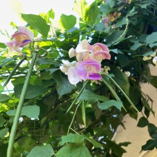 Snail Vine Cochliasanthus Caracalla