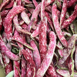 Climbing Beans - Speckled Cranberry