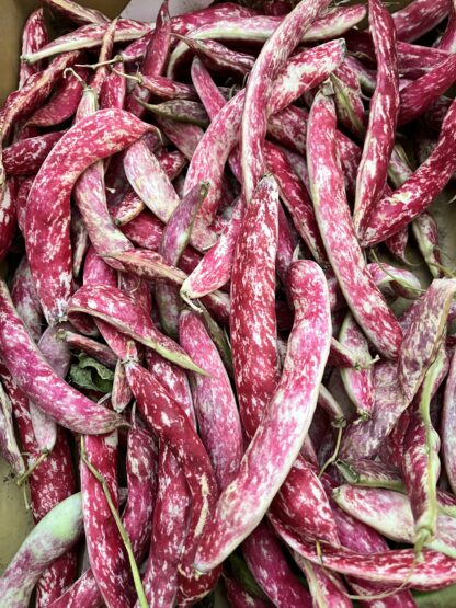 Climbing Beans - Speckled Cranberry