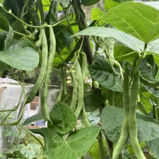 Climbing Beans - Cherokee Trail Of Tears
