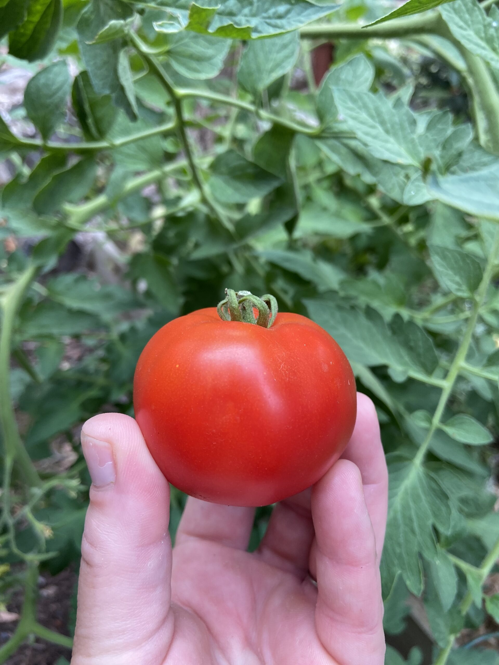 Tomato - Chandler Tomato - Chandler - Image 2