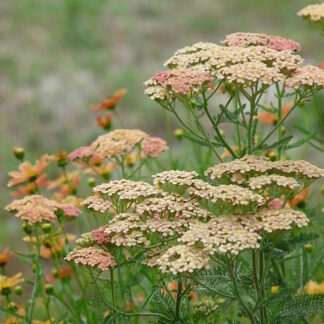 Yarrow Peaches And Cream List