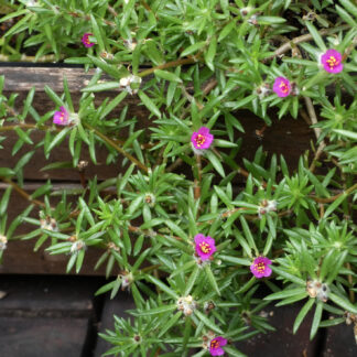 Portulaca Pilosa – Australian Mini Moss Rose SEED