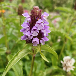 Self Heal Prunella Velgaris