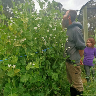 Spanish Skyscraper Pea