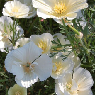 Californian Poppy Alba White