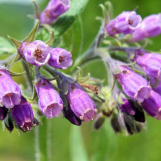 Comfrey