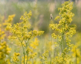 Lady’s Bedstraw (Galium Verum)