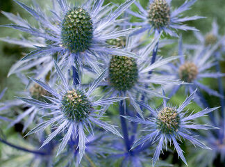Sea Holly