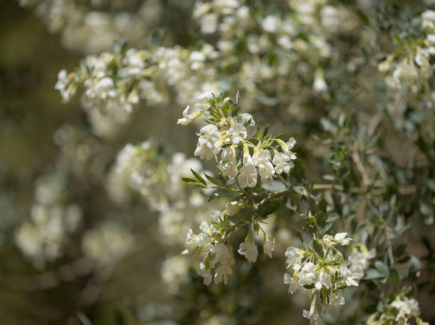 Tagastache Tree Lucerne Tagastache Tree Lucerne - Image 2