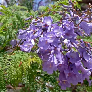 Jacaranda Tree