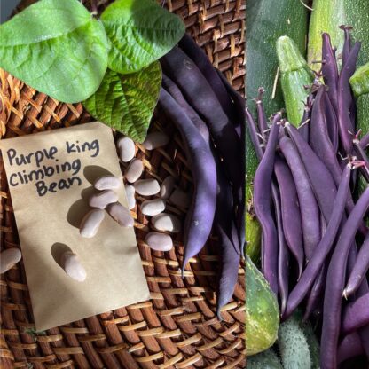 Purple King Climbing Beans