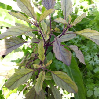 Red Holy Basil