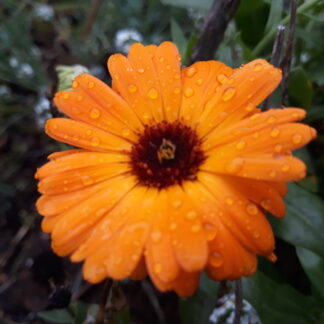 Calendula (orange)