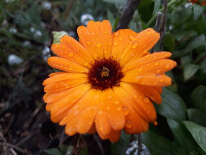 Calendula (orange)