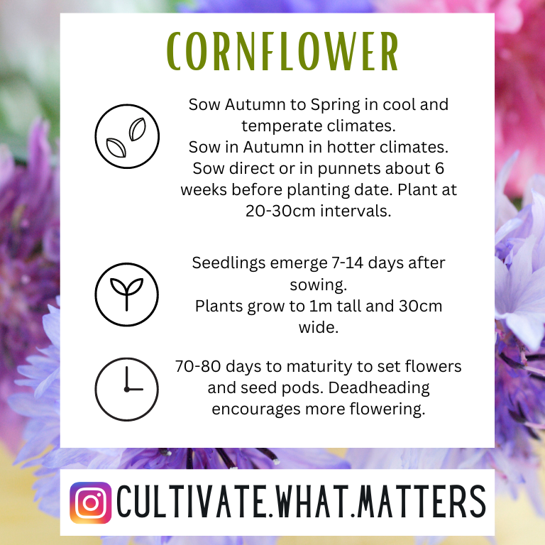 Cornflower Cornflower - Image 3