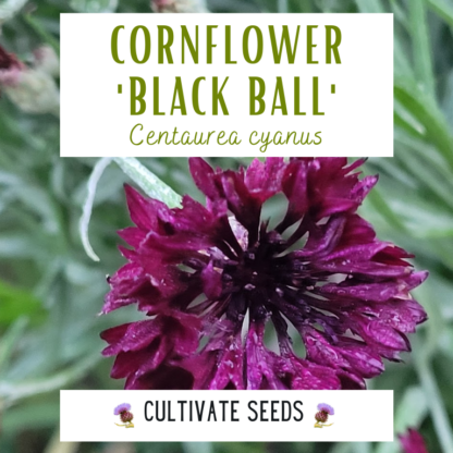 Cornflower 'Black Ball'