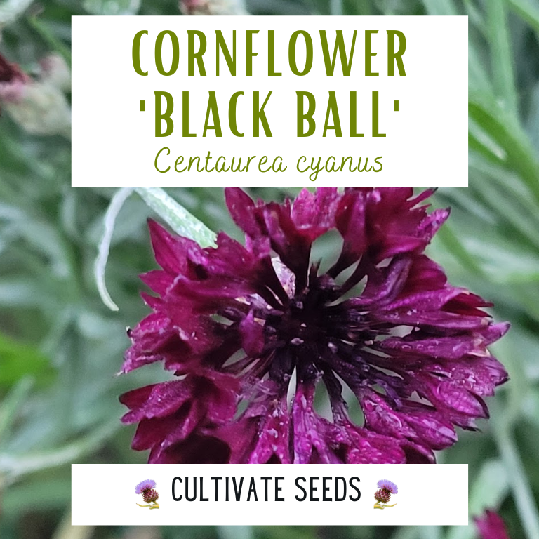 Cornflower 'Black Ball' Cornflower 'Black Ball'