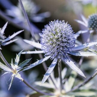 Sea Holly / Eryngium Blue Hobbit