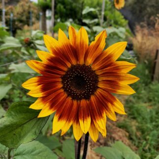 Evening Sun Sunflower