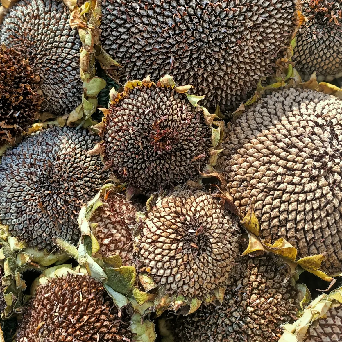 Mixed Sunflower Seeds Mixed Sunflower Seeds - Image 4