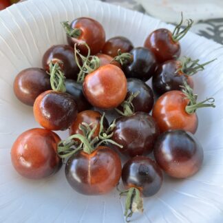 Tomato - Blue Sunset