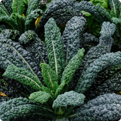 Lacinato Italian Heirloom Kale