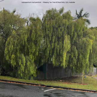Leptospermum brachyandrum - Weeping Tea Tree at Shoal Point, QLD, Australia
