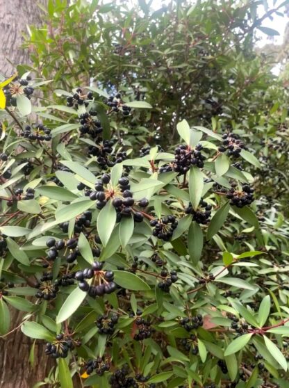 Tasmanian Pepperberry Tree