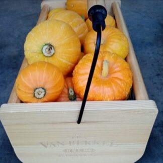 Golden Nugget Pumpkin