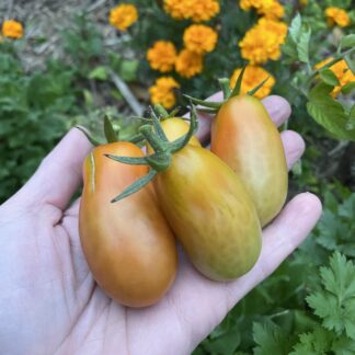 Tomato Romano Burghanese