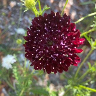 Scabiosa Burgundy