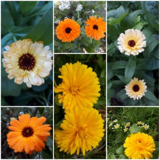 Calendula (mix)