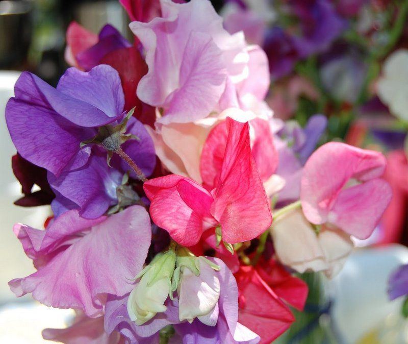 SweetPeas - Bright Pink SweetPeas - Bright Pink