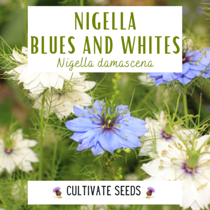 Nigella - Local Seeds