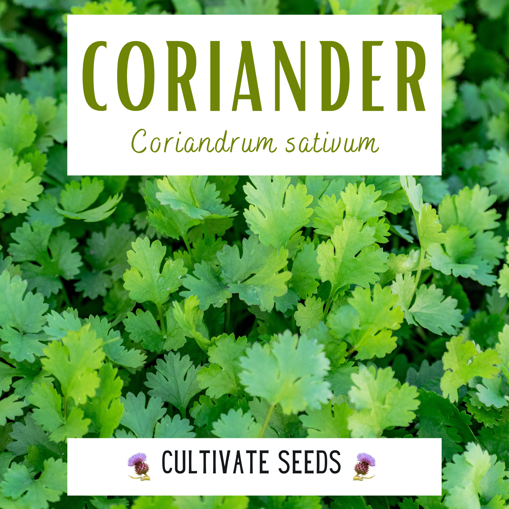 Coriander Coriander