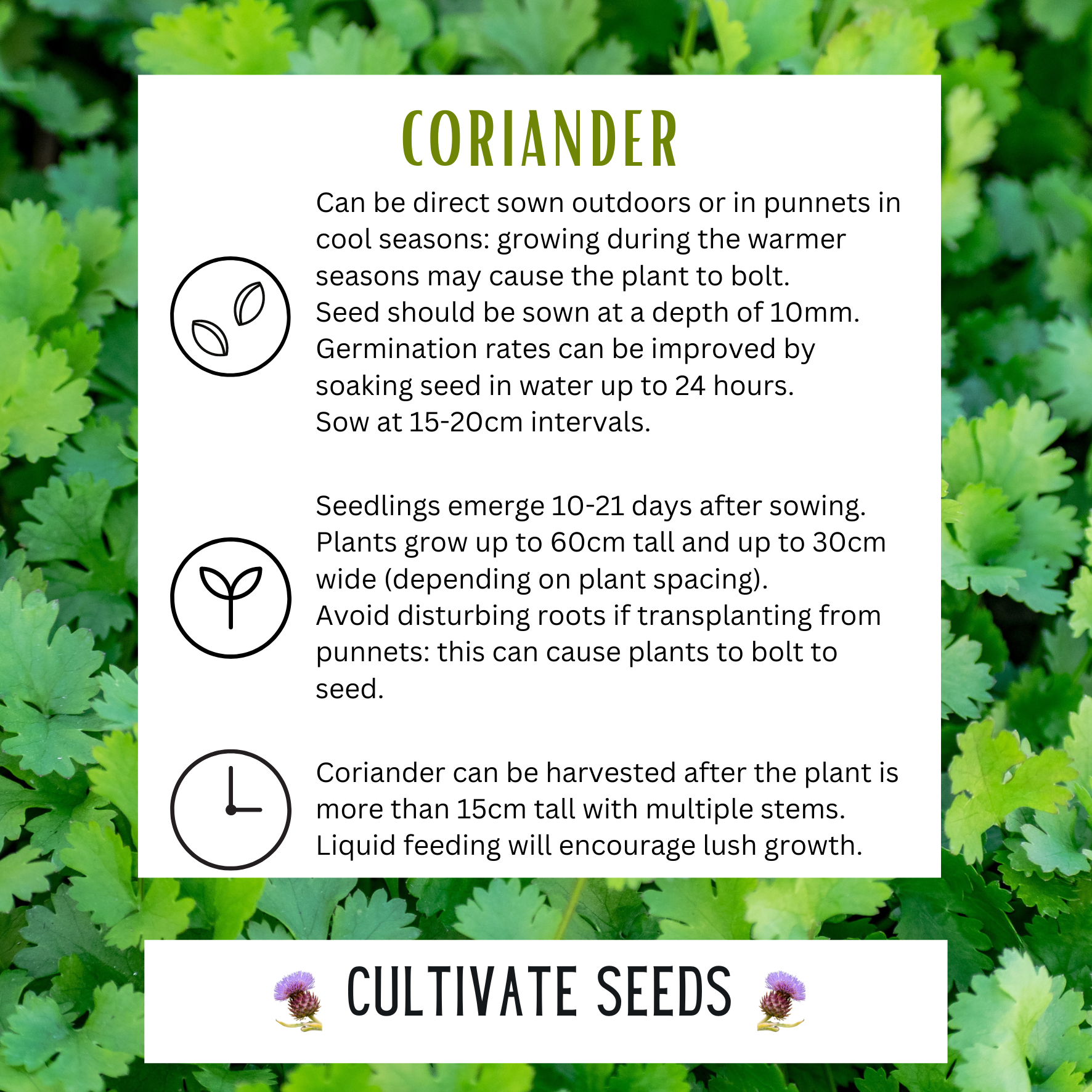 Coriander Coriander - Image 2