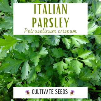 Italian Parsley